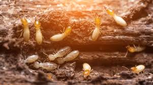 Treat Wood For Termites Naturally