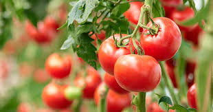 Tomato Growing Basics Prairie Gardens