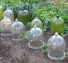 Glass Cloches Garden Cloche Glass