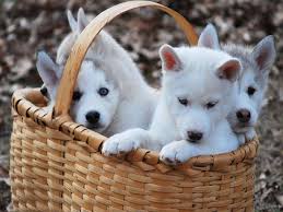 100 husky puppy wallpapers