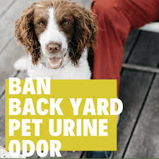 home remes for dog urine smell