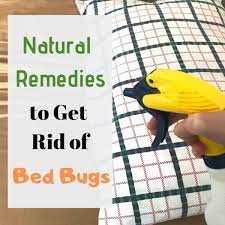12 home remes for bed bugs that