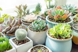the best pots for succulent plants