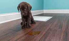 can pet urine damage hardwood floors