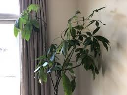 There are a handful of common reasons why this happens such as watering issues, over mulching, fertilizer gone wrong, and a lack of pruning. My Money Tree Is Dying Toronto Master Gardeners