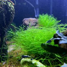 my tanklife moss mix java christmas