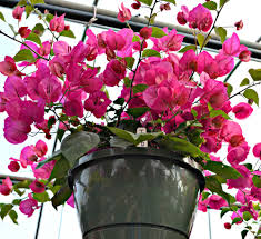 We did not find results for: Top Hanging Baskets For Full Sun Fairview Garden Center