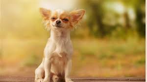 long haired chihuahua a guide to their