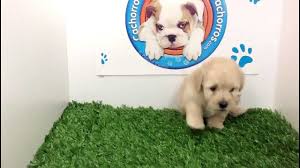 french poodle mini toy en cachorros