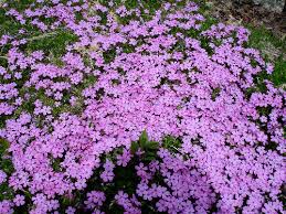 Image result for wild phlox flowers
