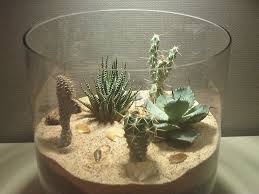 How To Not Build A Cactus Terrarium On