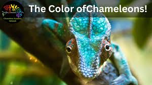 chameleons and their colors chameleon