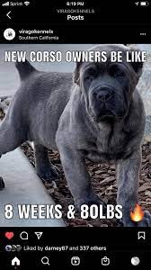 I wish people stop trying to make the corso a English mastiff they don't  need to be huge it defeats there entire purpose they should be able to run  and work they