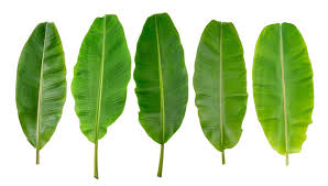 banana leaf images browse 319 189