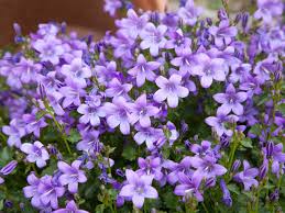 Purple Flowera Under Fontanacountryinn Com