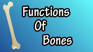 Diagram of blood and nerve supply to bone. Parts Of A Long Bone Youtube