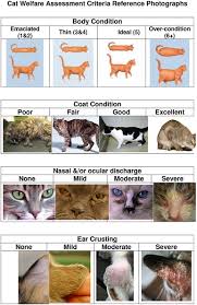 Members of a feral cat colony can include cats that have strayed after living with human caretakers as well as their offspring, which have had little human contact or none at all. Frontiers A Preliminary Description Of Companion Cat Managed Stray Cat And Unmanaged Stray Cat Welfare In Auckland New Zealand Using A 5 Component Assessment Scale Veterinary Science