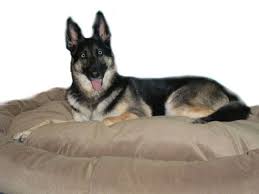 Mammoth Dog Beds Canada Large Breeds