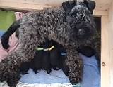 The kerry blue terrier is a rare breed that was originally bred to control vermin including rats, rabbits, badgers. Kerry Blue Terrier Zu Verkaufen August 2021
