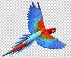 parrot bird png clipart s bird
