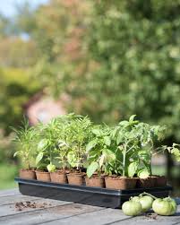 3 1 2 biodegradable seedling pots