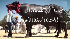 Eid al fitr 2019 usa; World S Most Expensive And Largest Bull For Eid Ul Azha 2017 Approx 1 Million 10 Crore Rs By Makethistrending