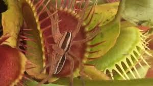 Venus flytraps are very easy to grow. Venus Flytrap Jaws Of Doom 2018 Spider S Journey Through The Death Gauntlet Youtube