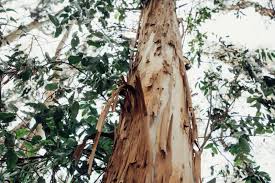 Eucalyptus: How California's Most Hated Tree Took Root | KQED