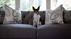 dog smell out of your couch