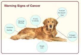 a guide to cancer in dogs symptoms