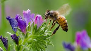 Image result for honeybees