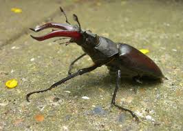 About Stag Beetles Peoples Trust For Endangered Species