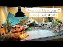 loose substrate for bearded dragons
