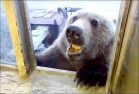 Italy: Bear breaks into bakery to eat biscuits – Newswire