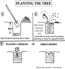Growing Moringa Moringa The Miracle Tree