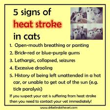 Stop your cats from vomiting. Facebook