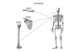 The bones of the shoulder consist of the humerus (the upper arm bone), the scapula (the shoulder blade), and the clavicle (the collar bone). Crossfit Bones Of The Shoulder