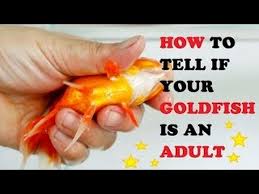 3 Ways To Tell If Your Goldfish Is An Adult Wikihow