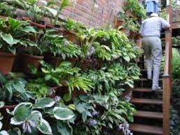 hanging hostas of hshire grows on you