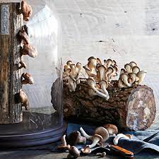 the 8 best mushroom growing kits and