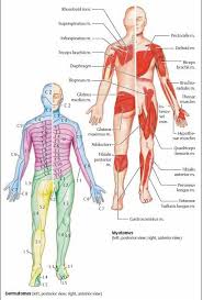 Myotomes And Dermatomes Massage Therapy Physical Therapy