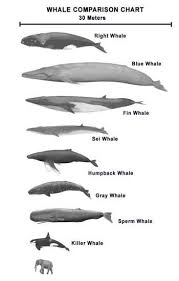 Whale Size Comparison Chart Whale Ocean Creatures Water