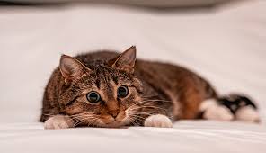 how to remove cat urine from carpet
