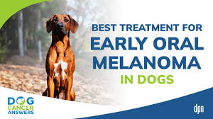 melanoma in dogs q a