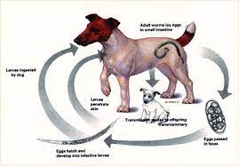 hookworms in dogs inside out dog training