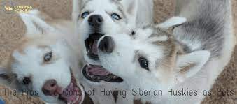 Siberian Huskies As Pets