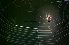 identify spiders by their webs