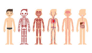 reconocer las partes del cuerpo humano