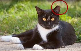 For the past year, he has been hissing at his backside. Feral Cat Services Faq S Safe Care Clinic