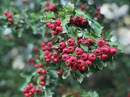 Hawthorn: Foraging and Using - for heart and immunity care: Milkwood -  Permaculture Living